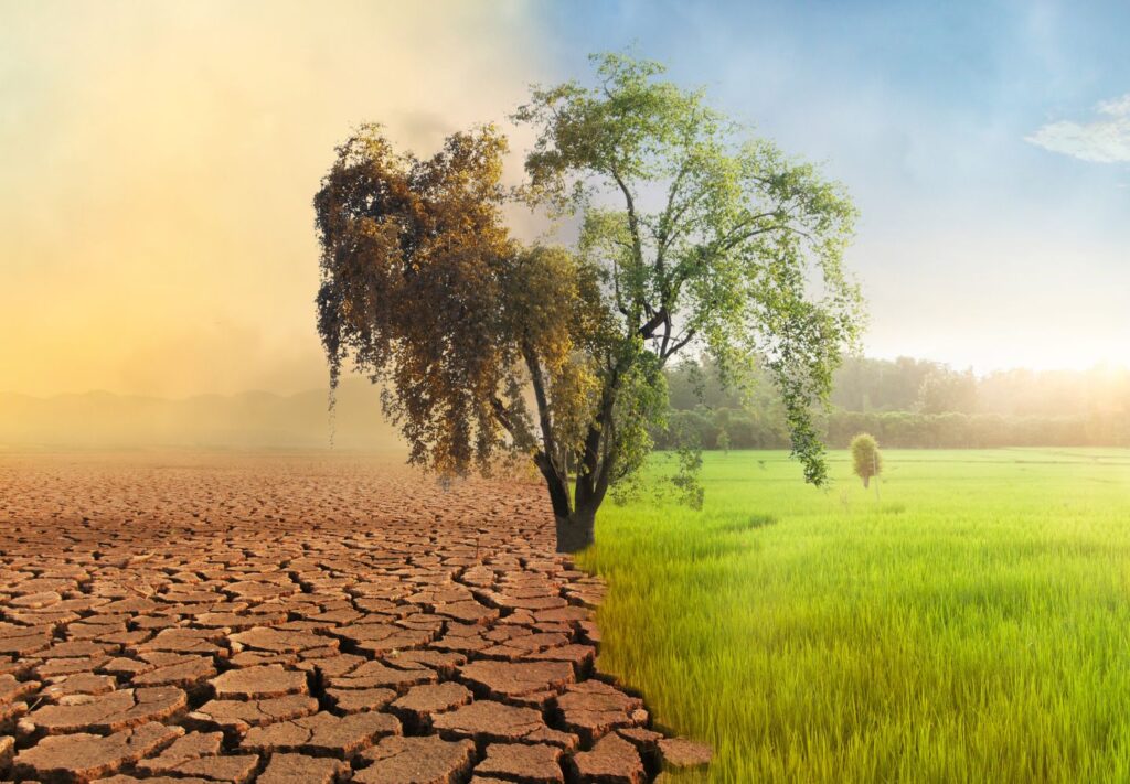 image split vertically with dead tree and dried ground on left, and thriving tree and green grass on right